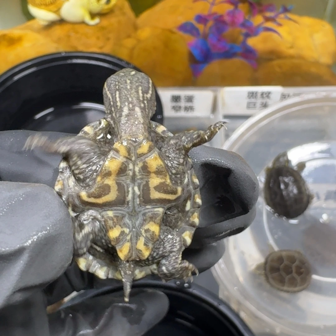 不分公母宠物龟麝香