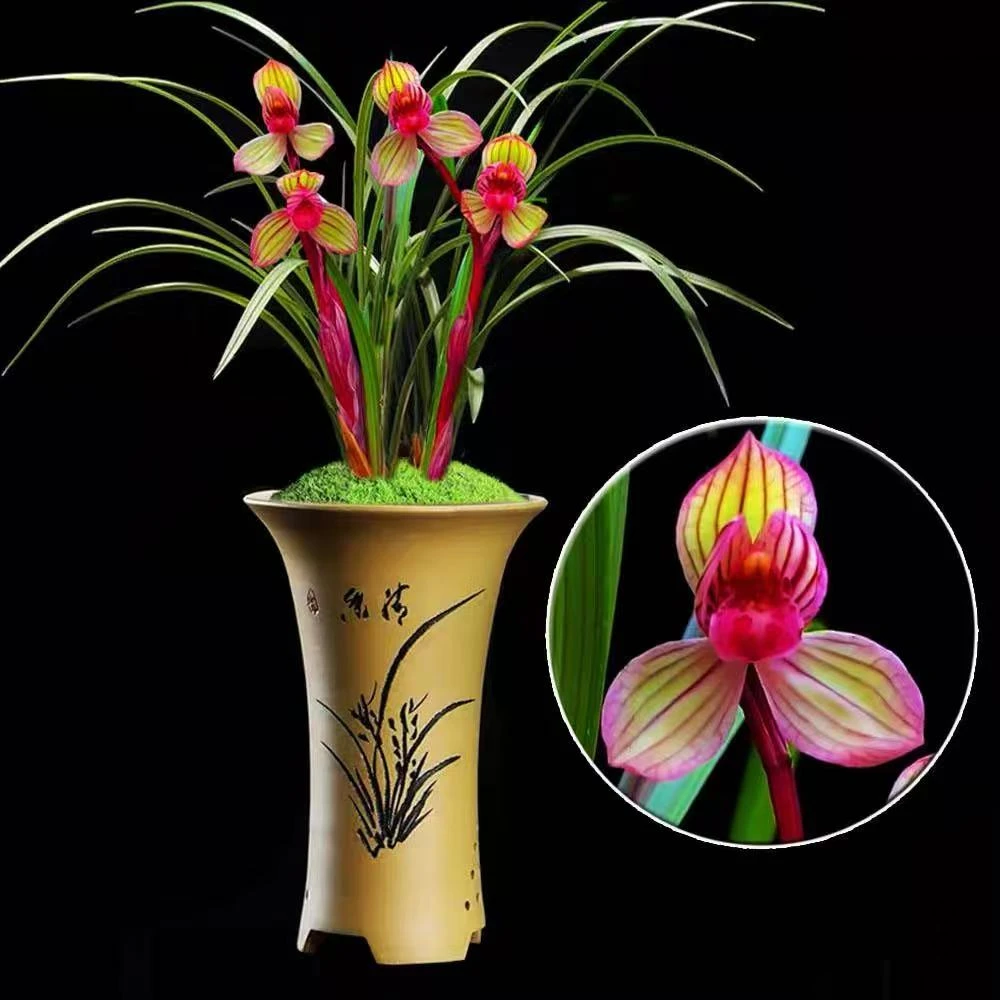 福临门  稀少经典铭品 高端国兰  非常香 室内室外好养兰花