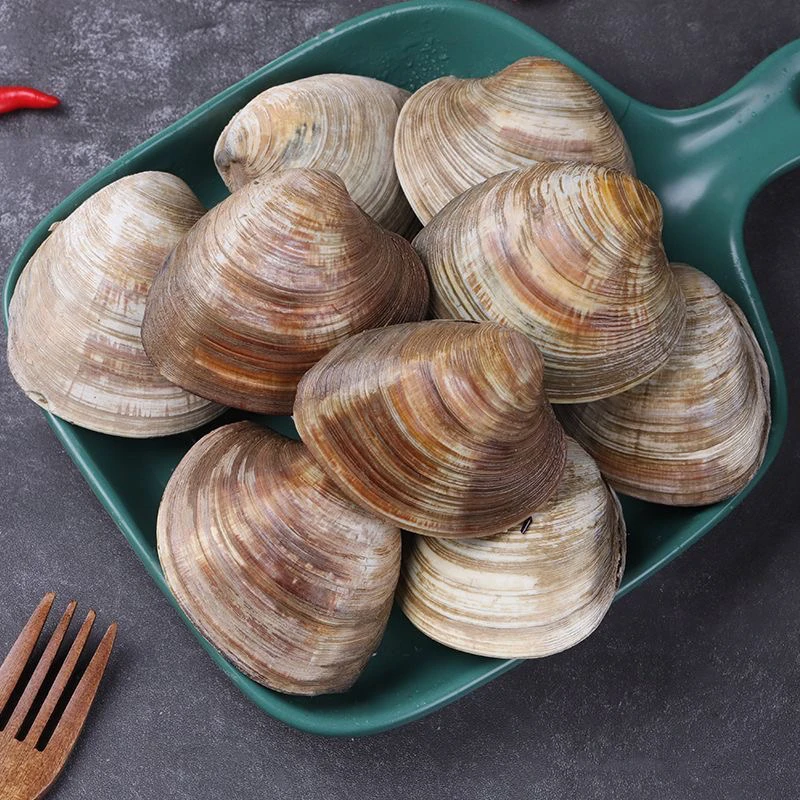 鲜活大蛤蜊精选美贝无沙海鲜水产顺丰包邮