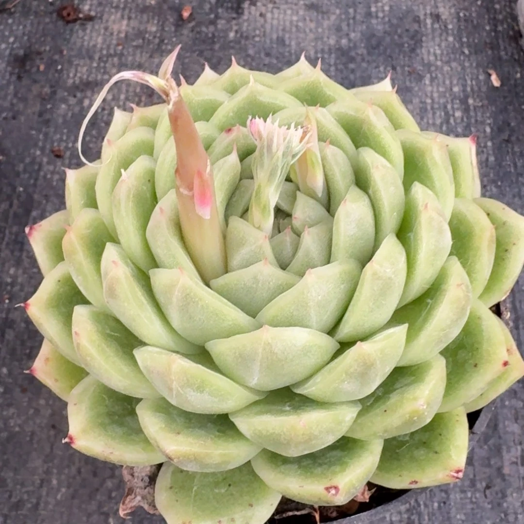 多肉杂交一物一拍27-83