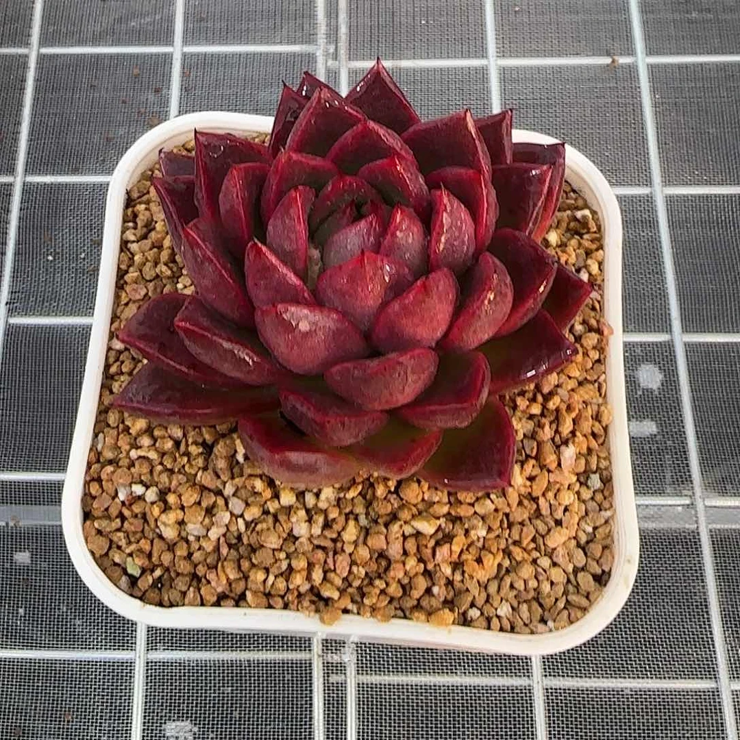 多肉一物一拍编号0117-粉钻