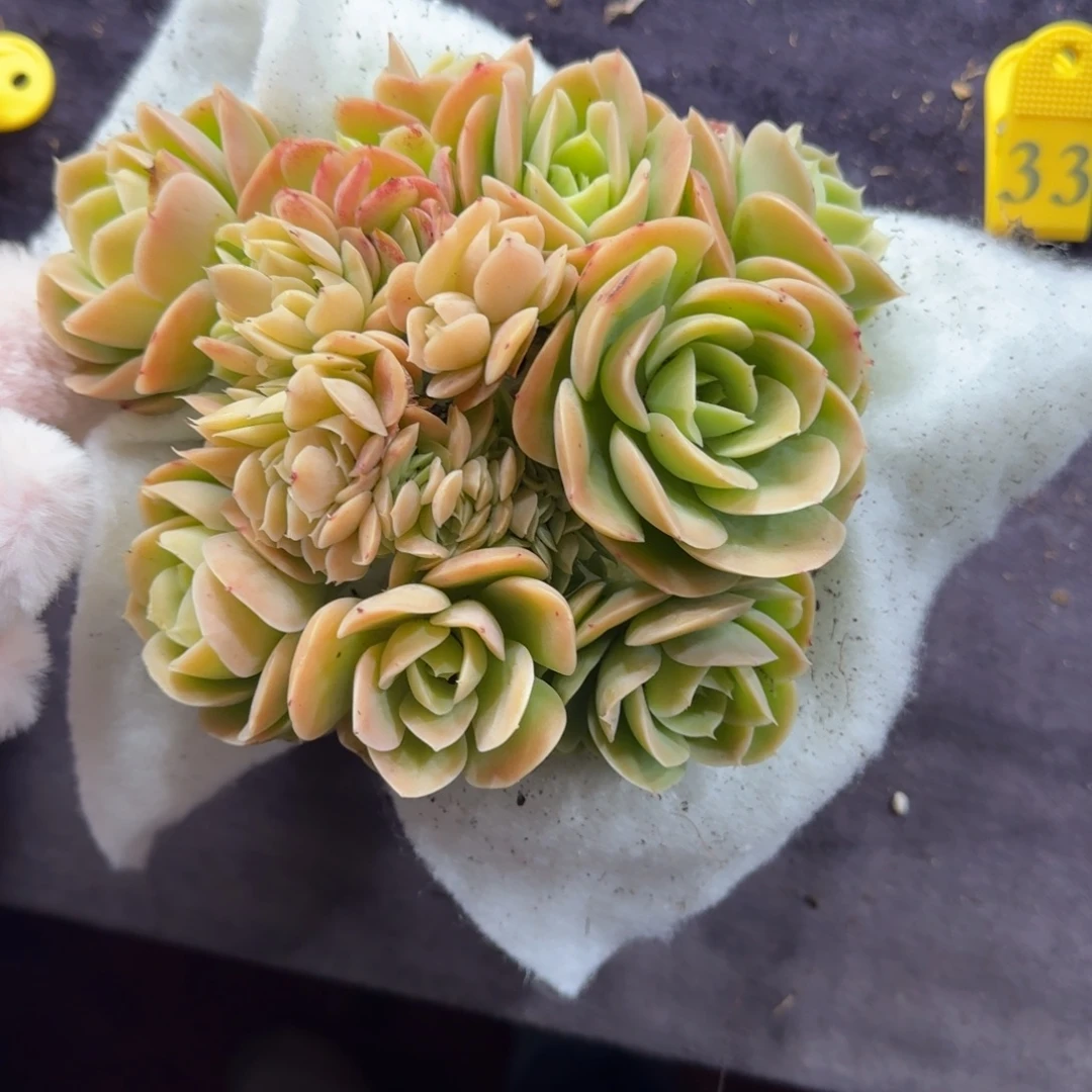 星娜塔朵朵缀一物一拍