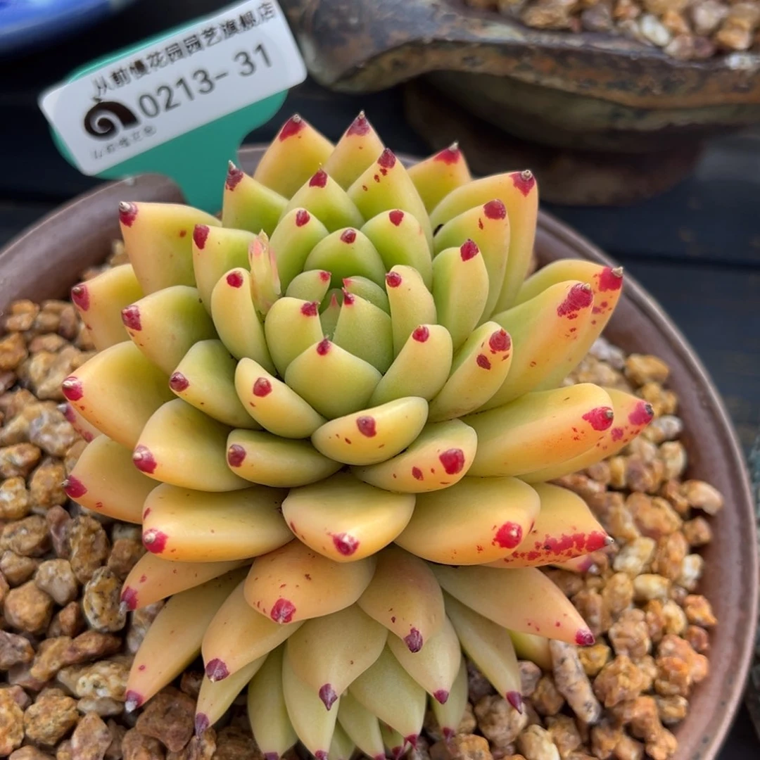 从前慢多肉精选编号0213.31