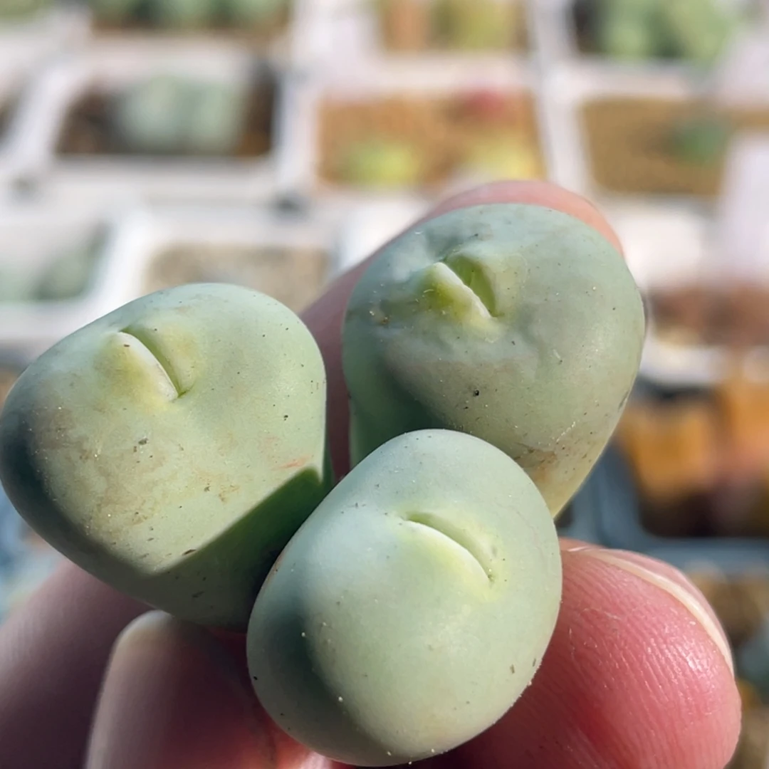 玻尿酸大嘴嘟嘟嘴植物一物一拍