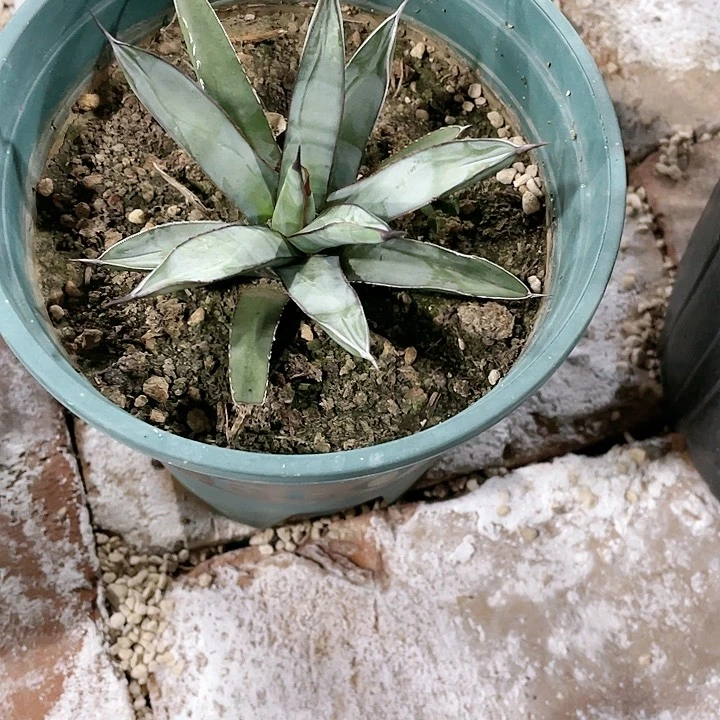 龙舌兰女王刺大一点包邮