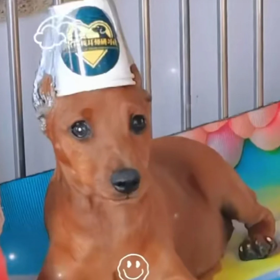 042-16 迷你宾莎犬、迷你杜宾