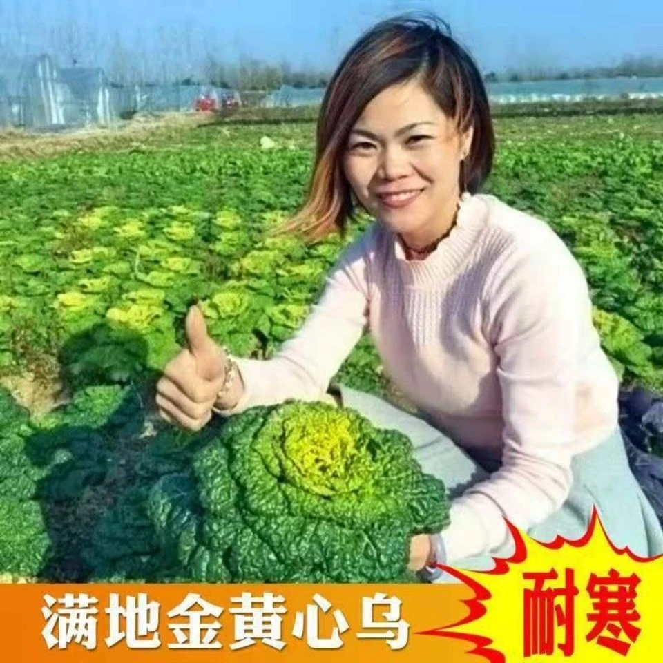 【满五包包邮】黄心乌塌菜种子耐寒黄心菜种籽菊花心菜籽种易种子