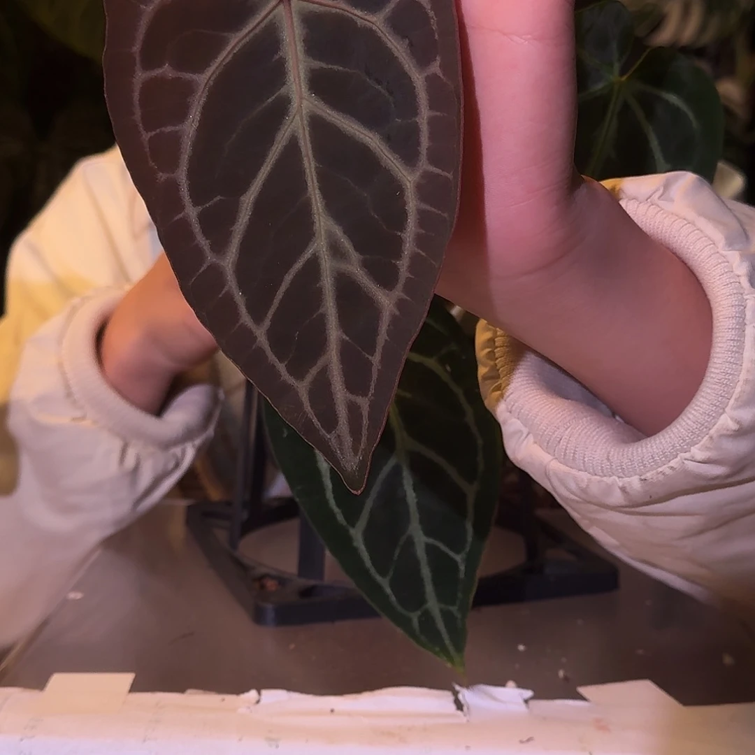 不开花植物W46红骑士杂小钻石