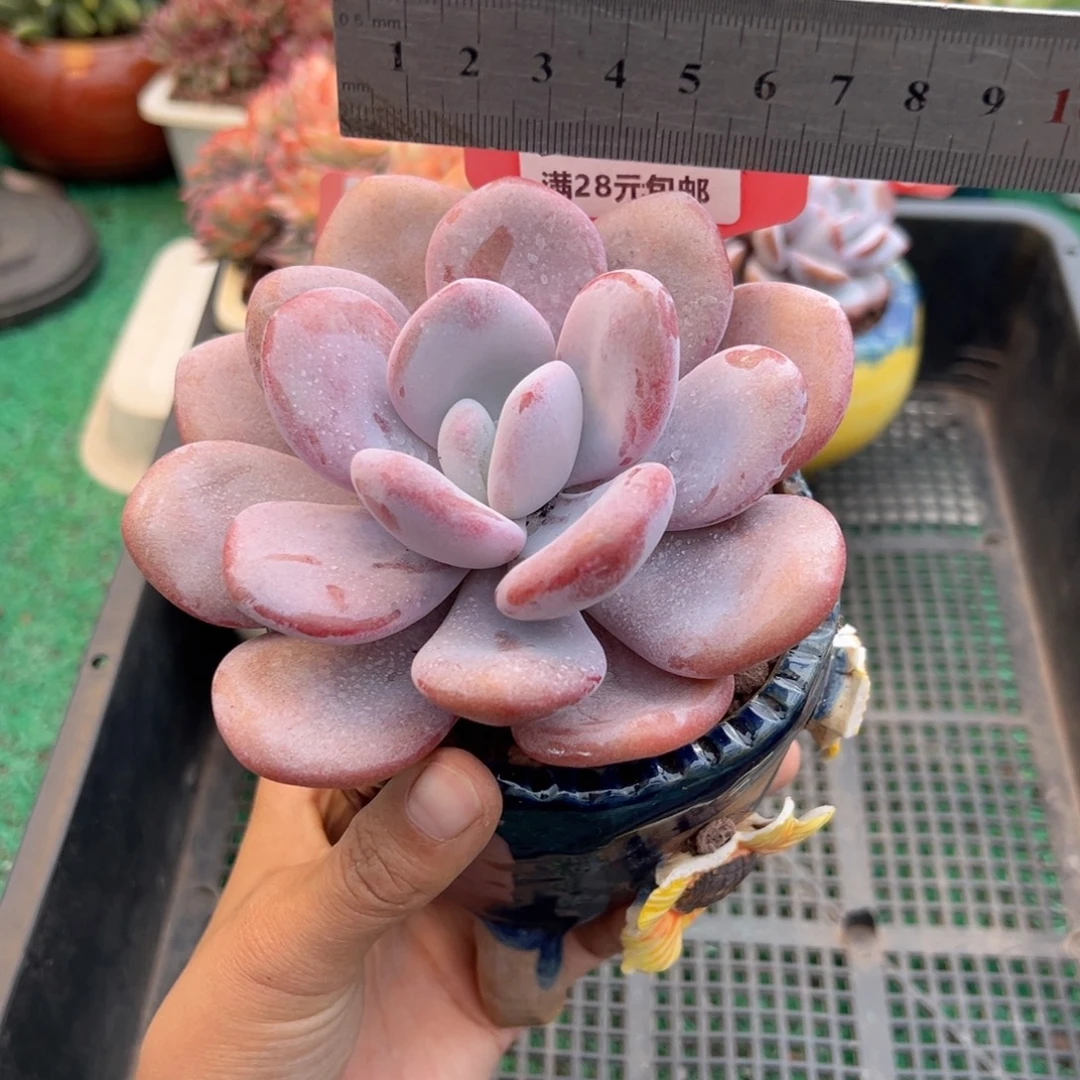 表妹精品多肉植物1068.