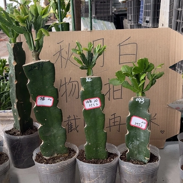 深***爱当前无花朵，栽培后可花朵2099-红异类-043