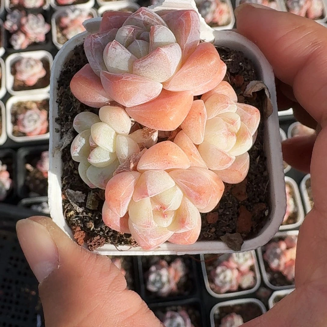 冰玉群生4头包子脸