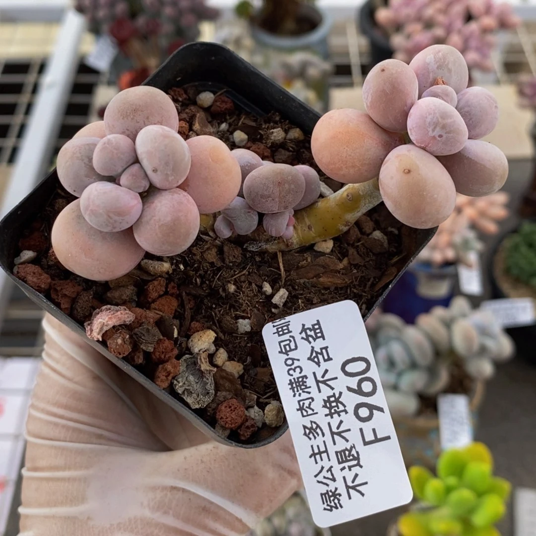 橙奶960/7cm多肉的肉