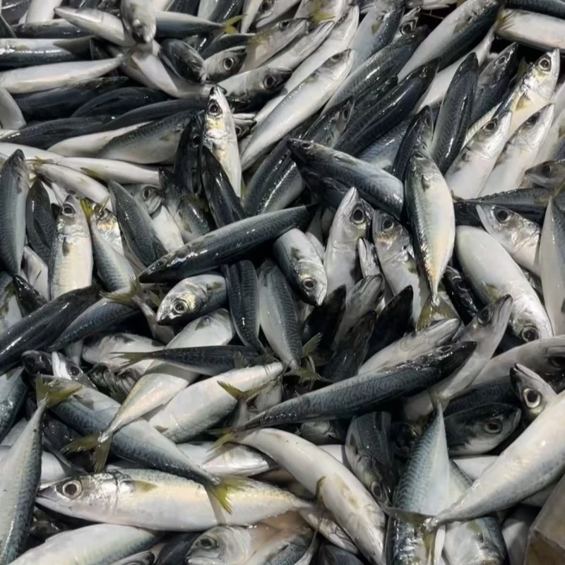 5斤福建祥芝新鲜速冻海花仙鱼青花鱼捕鲐鲅鱼深海冷水鱼新鲜海鲜