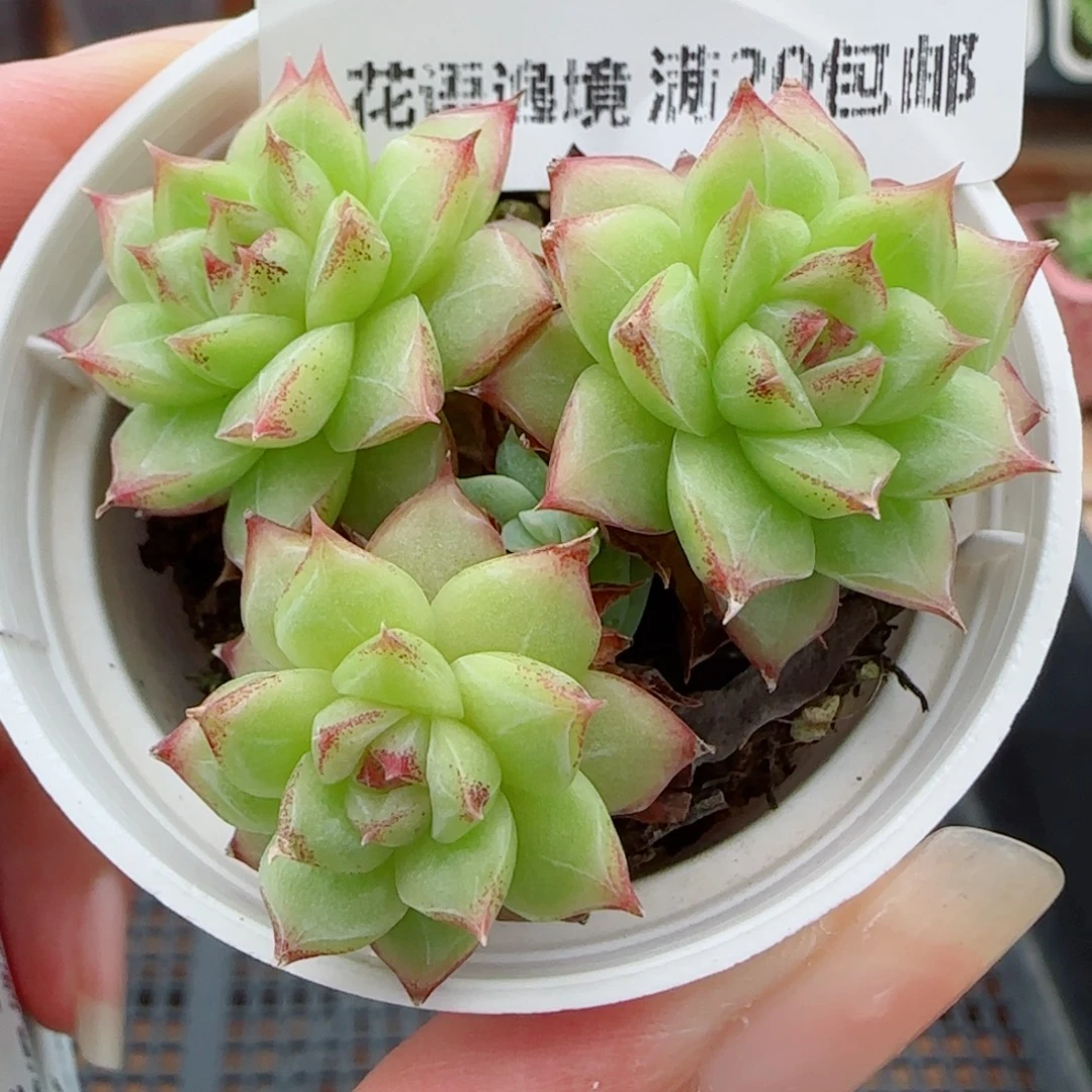 花语逸镜0923-142