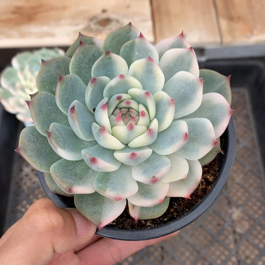 吉娃娃锦多肉植物8715