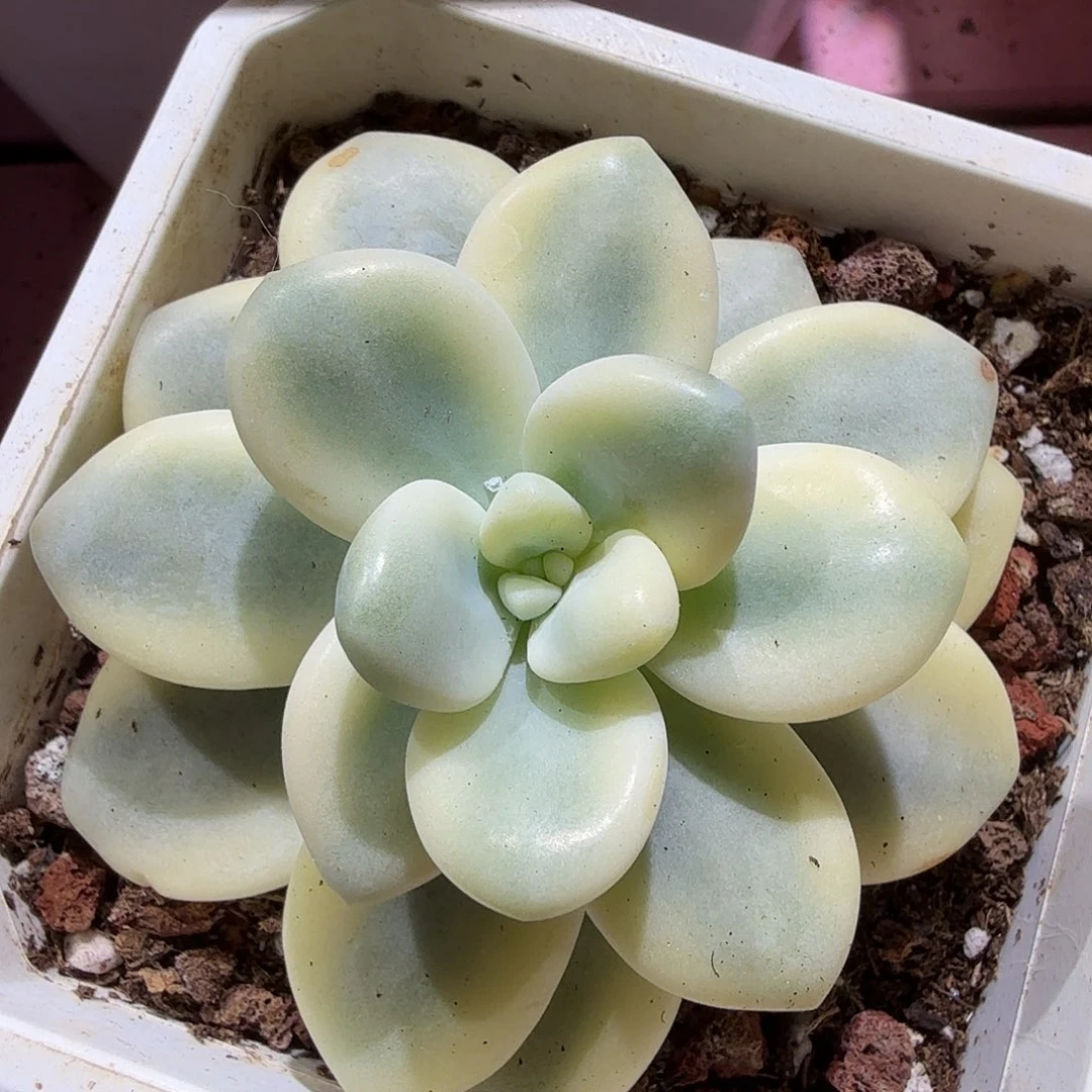 洛神锦，多肉植物。