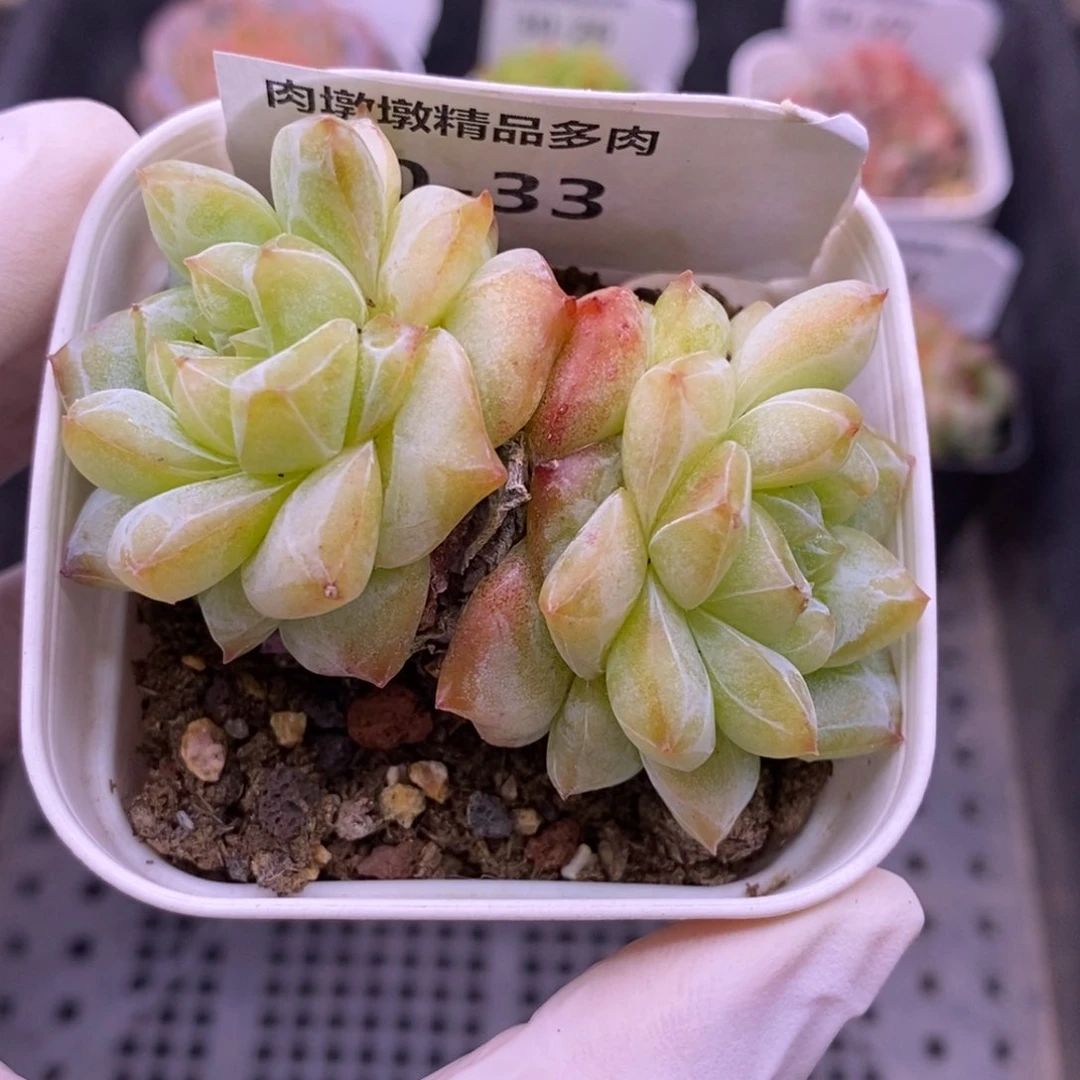 【闪购商品】30-33粉钻