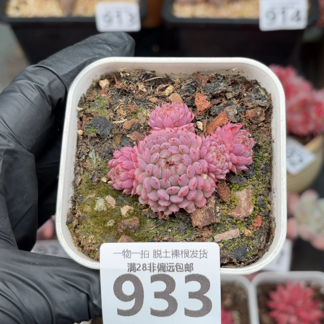 小红衣无盆土发货