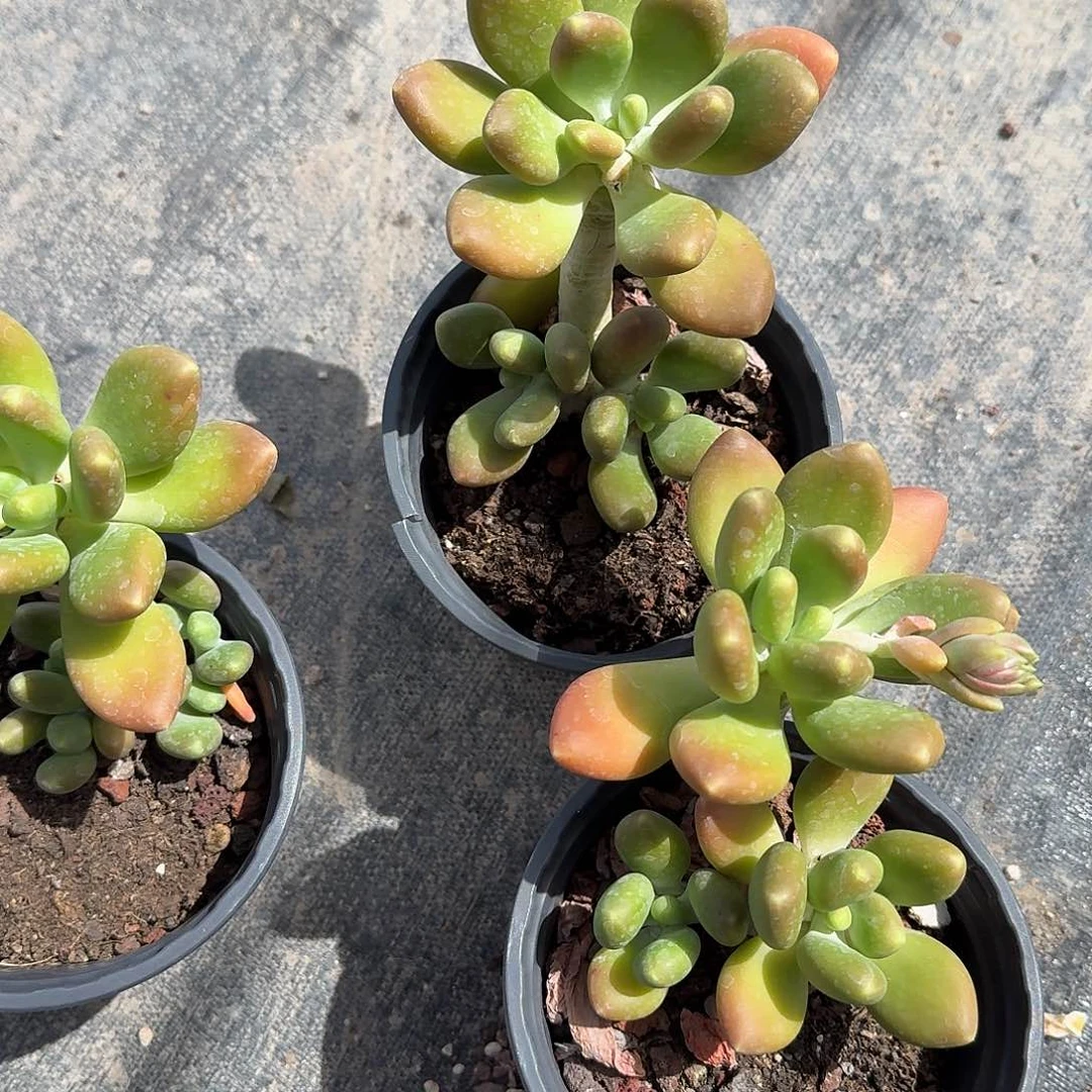 金蟾多肉植物精品