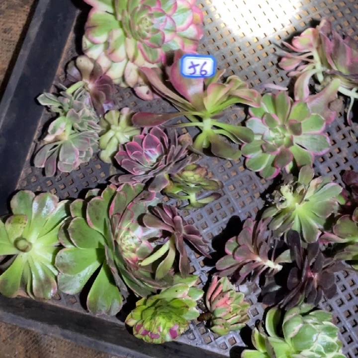 56，一堆砍头法师锦锦