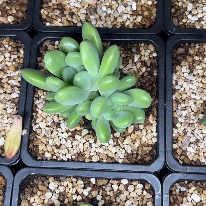 简***好简单姐姐法力达团购价