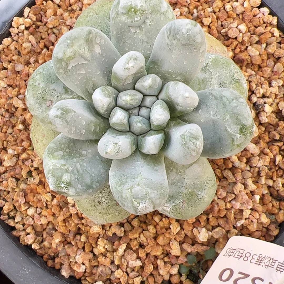 4320拇指仙女杯多肉