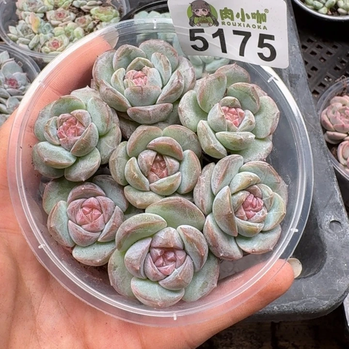 多肉植物多肉植物