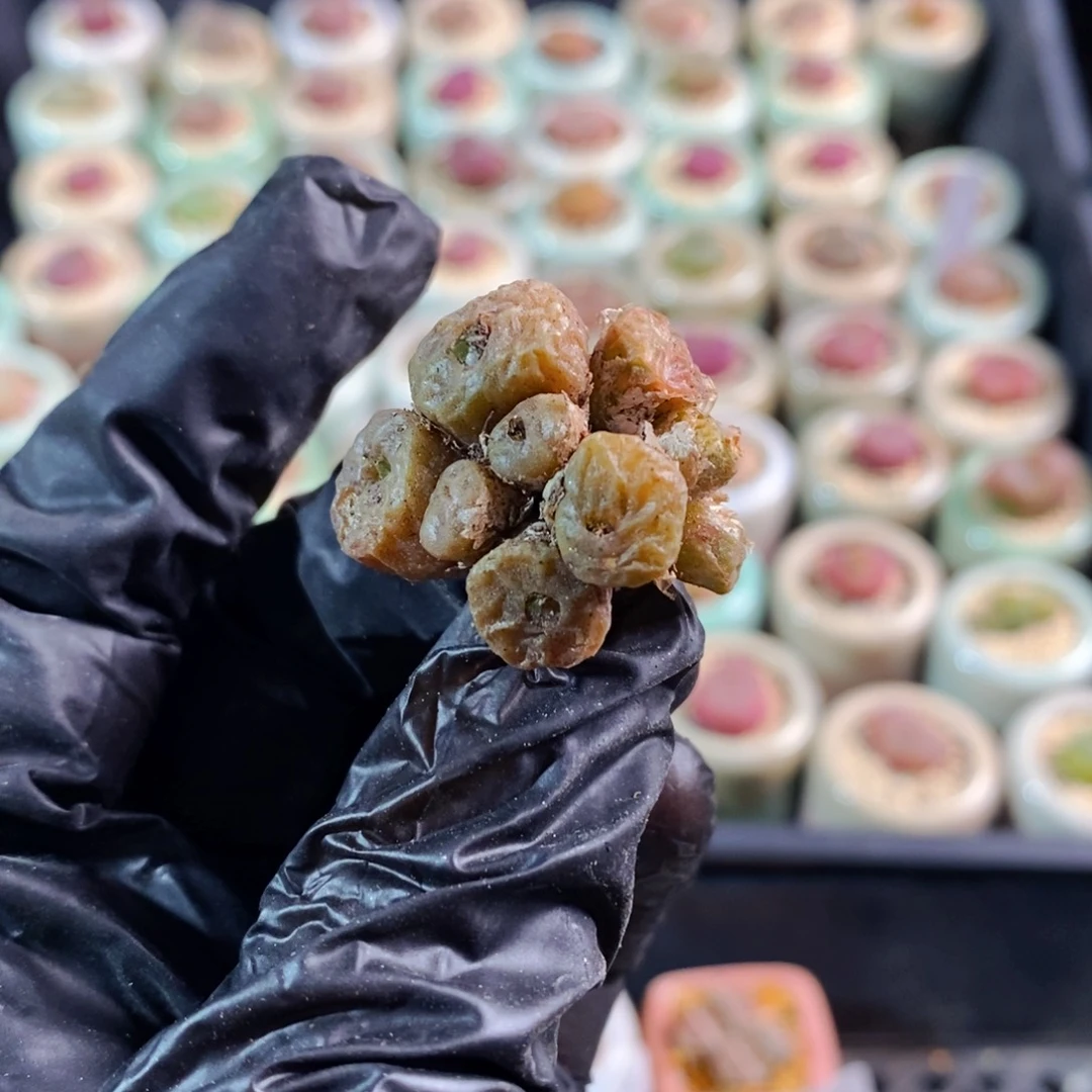 3526-一物一拍 福利