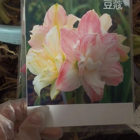 当前无花栽培后可以开花豆蔻花苗