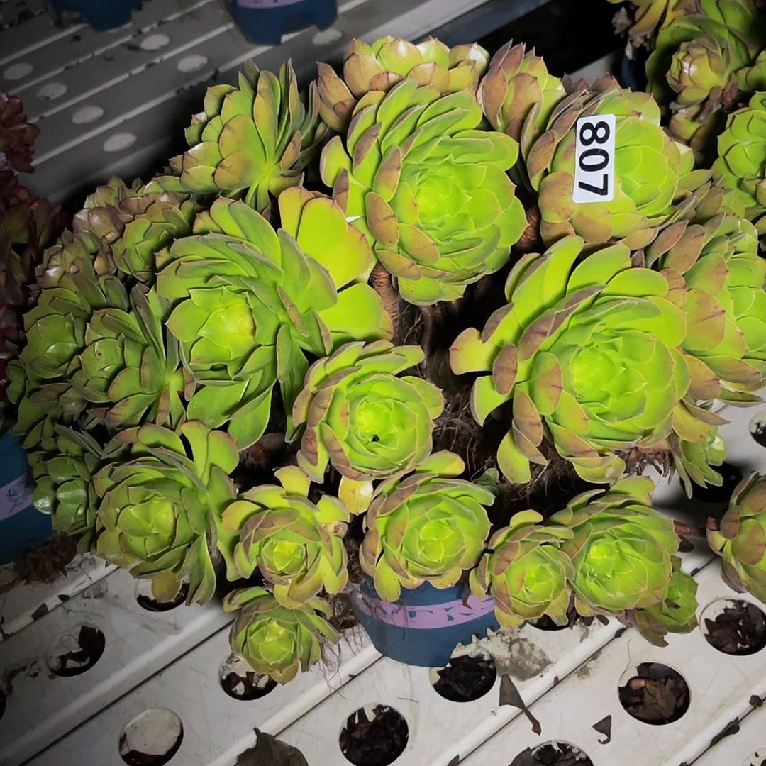 万圣节法师3–25包邮法师