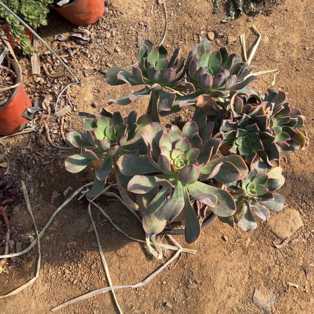 J****e多肉植物多肉植物