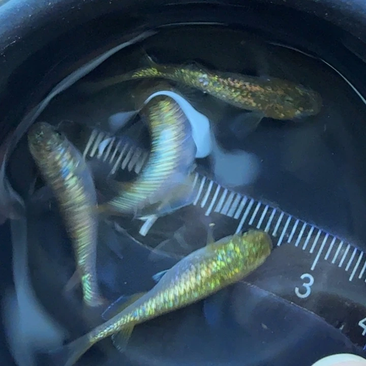 青鳉鱼18号金色星光