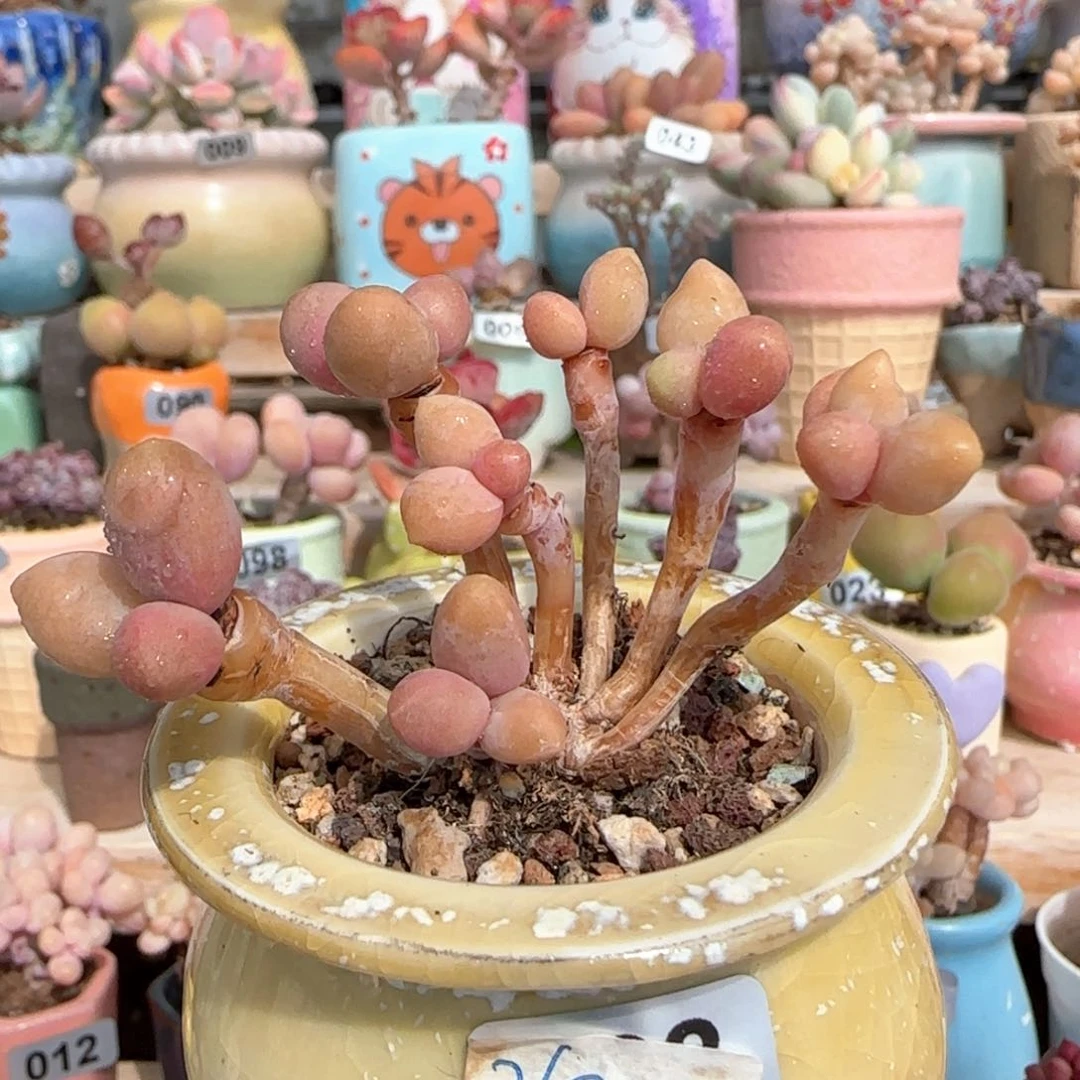 优选 樱花奶 一物一拍
