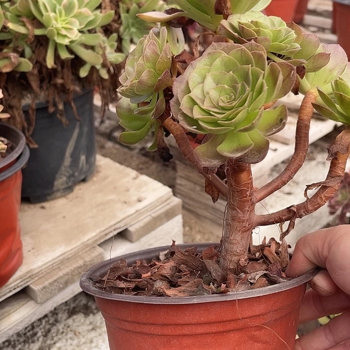 144黑寡妇多肉植物法师