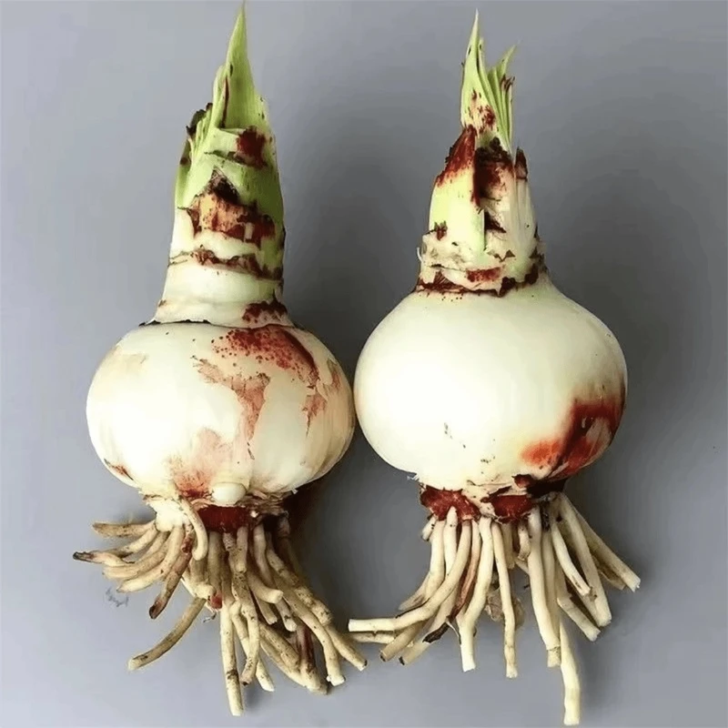 【常年开花】荷兰重瓣朱顶红种球四季植物室内盆栽绿植花好养活