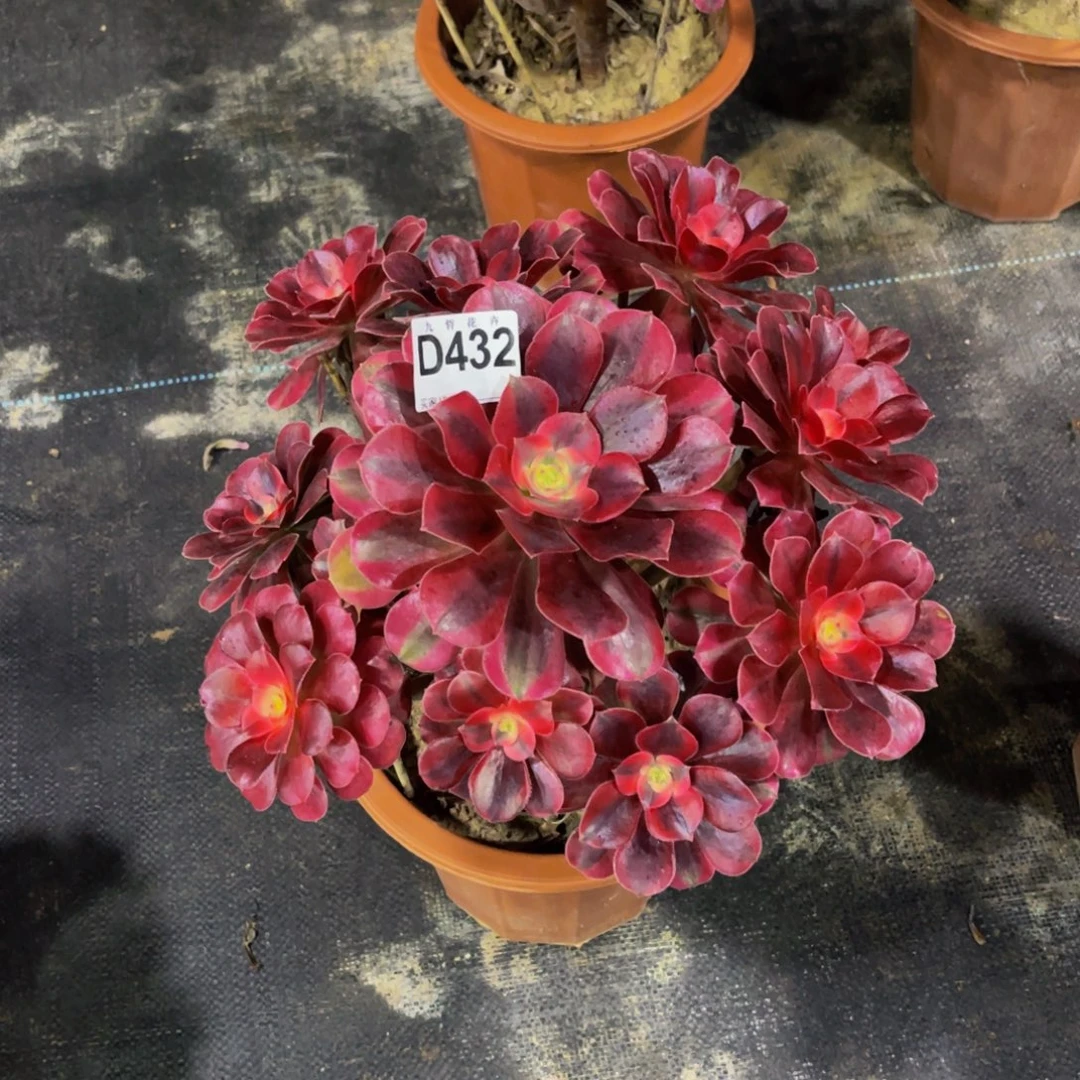 43200美杜莎福利可以拍