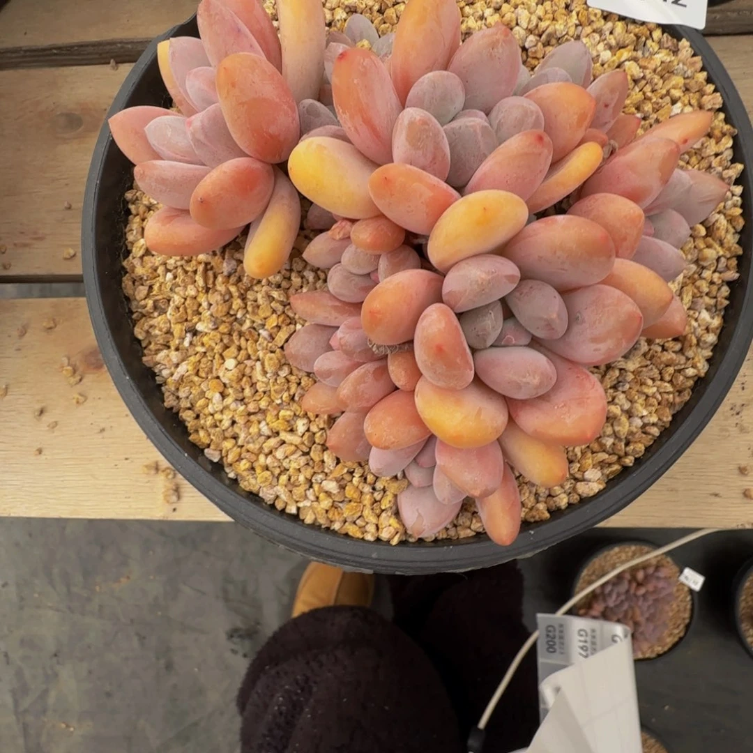 g g g g g g g g 142