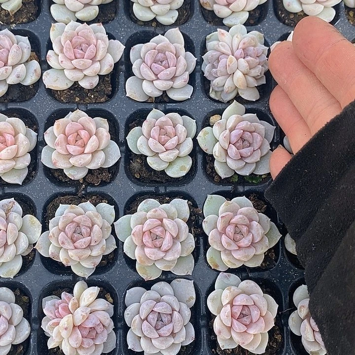 156 多肉植物盆栽花卉植物