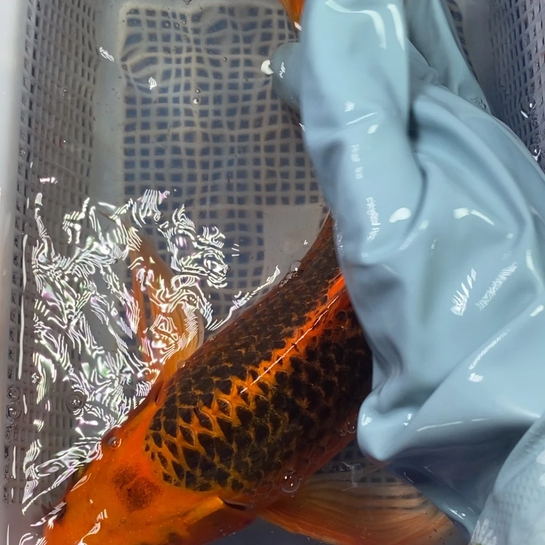 锦鲤冷水锦鲤包邮