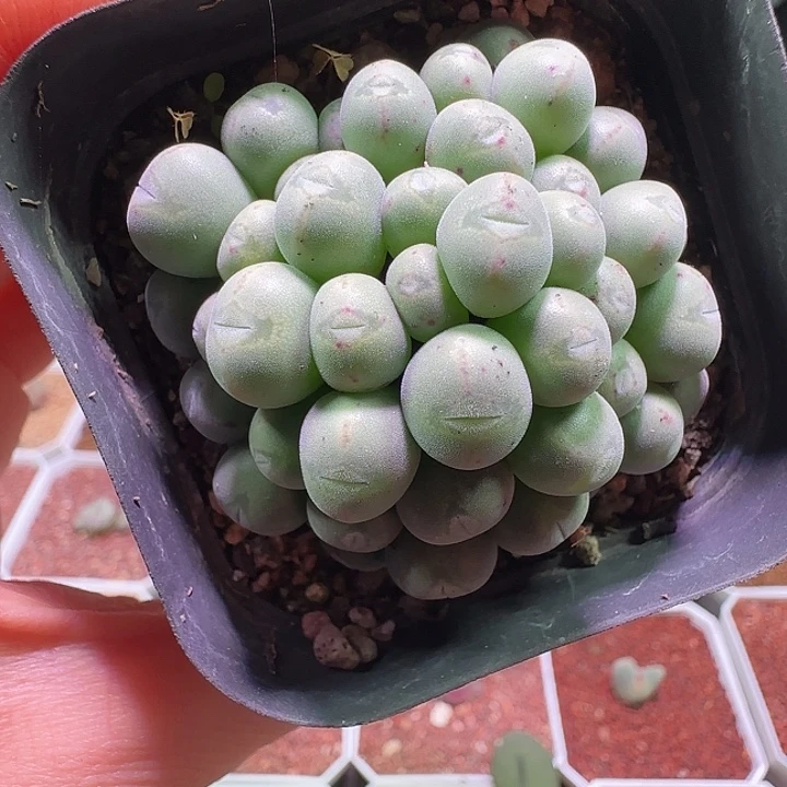 大嘴口笛杂。            281