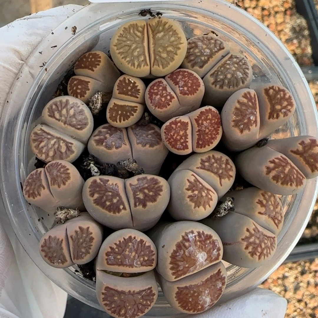 0107。默认脱土。18包邮。偏远88包邮