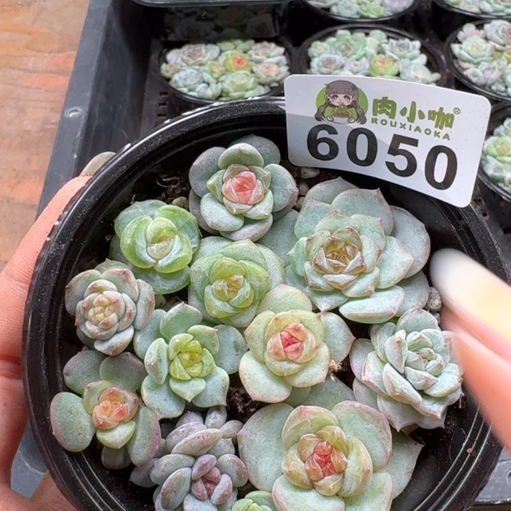 多肉植物多肉植物