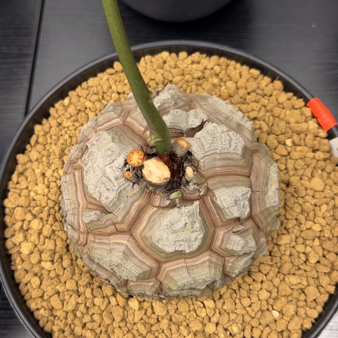 精品盆栽养定的龟甲龙1727号