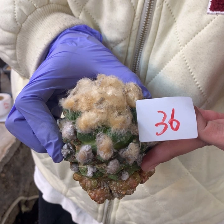 岩牡丹36号。。。。。。。。