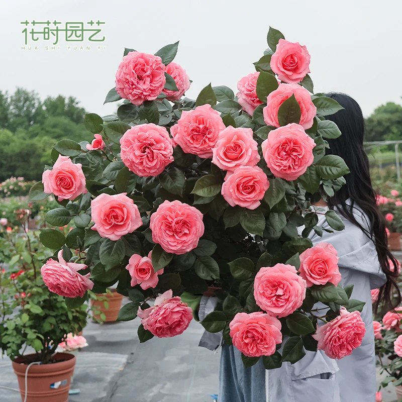 花莳园艺 2加仑扦插【法版花宫娜】盆栽花苗多季开粉色灌木大花
