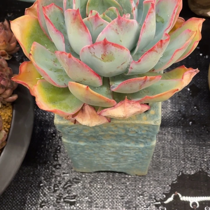 马*弥鹿之森一物一图