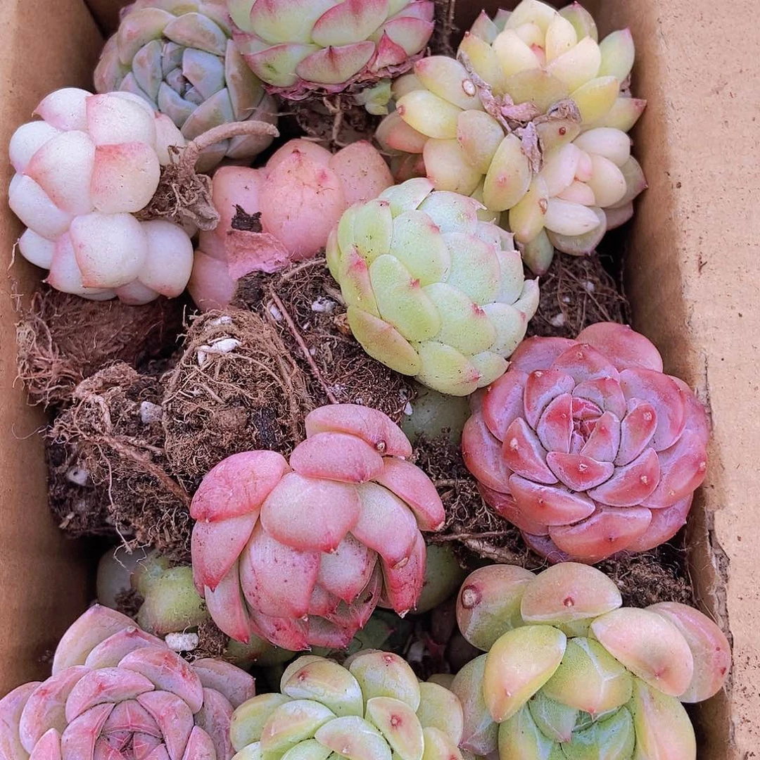 000000000001量拍保底20颗