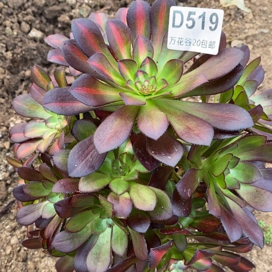 519晚霞绣球砍过多肉植物