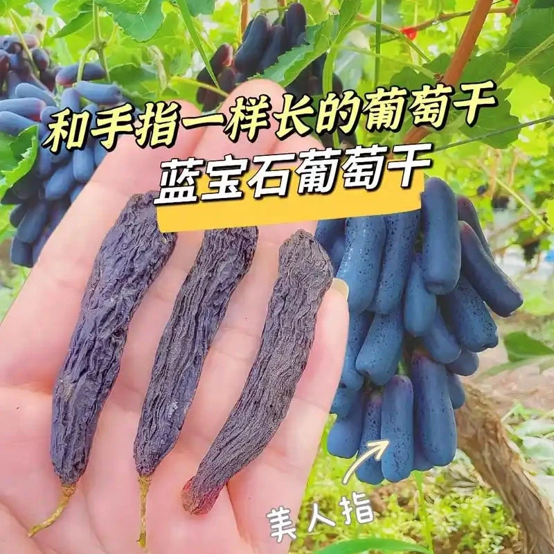 新疆蓝宝石葡萄干美人指100克*3袋
