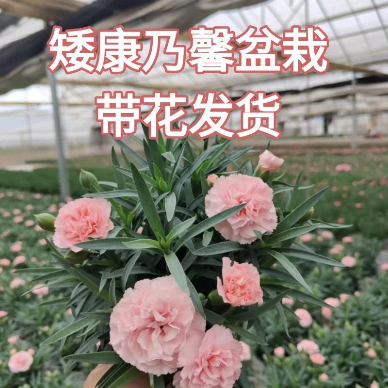 矮杆康乃馨盆栽带花苞多季开花室内阳台庭院好养活绿植花卉